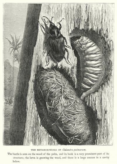 As Metamorfoses de Calandra palmarum (gravura) de English School