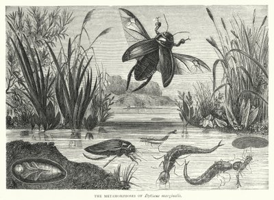 As Metamorfoses de Dytiscus marginalis (gravura) de English School