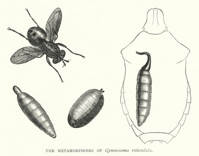 As Metamorfoses do Gymnosoma rotundata (gravura) de English School