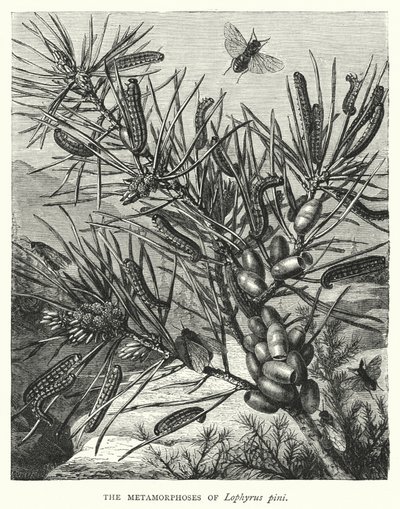 As Metamorfoses de Lophyrus pini (gravura) de English School