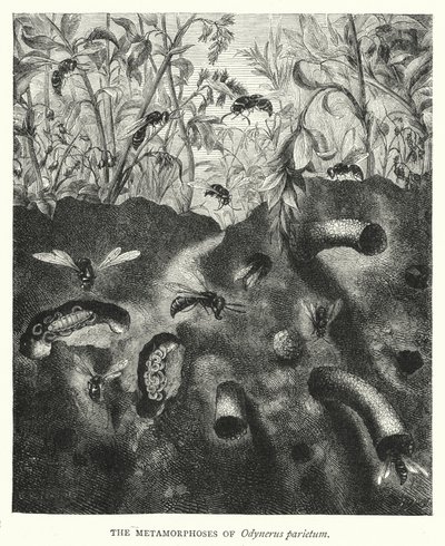 As Metamorfoses de Odynerus parietum (gravura) de English School