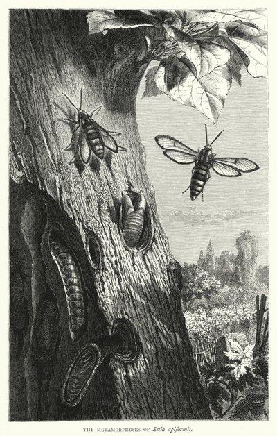 As Metamorfoses da Sesia apiformis (gravura) de English School