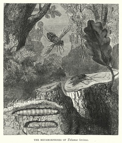 As Metamorfoses de Tabanus bovinus (gravura) de English School