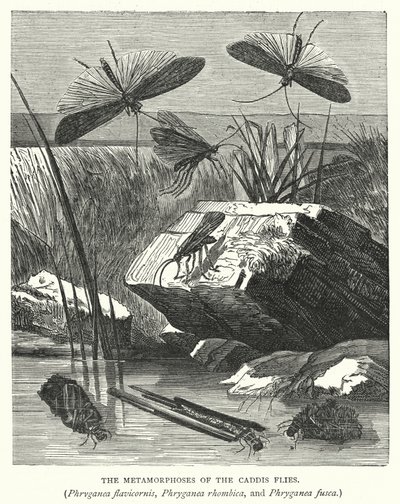 As metamorfoses das moscas Caddis, Phryganea flavicornis, Phryganea rhombica e Phryganea fusca (gravura) de English School