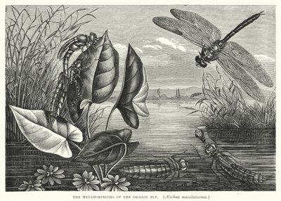 As Metamorfoses da Mosca do Dragão, Aeschna maculatissima (gravura) de English School