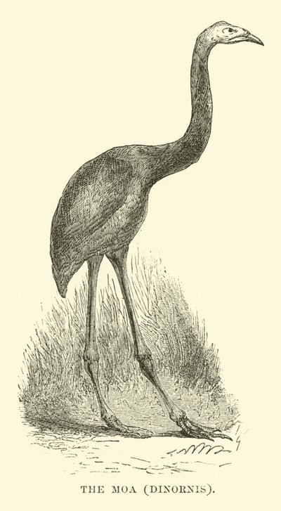 O Moa, Dinornis de English School