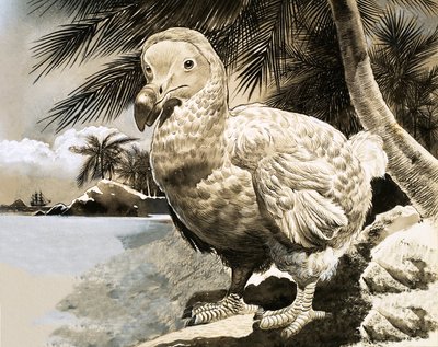 O Pássaro Misterioso da Ilha Maurícia (The Dodo) de English School