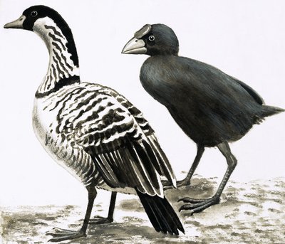 O pássaro Ne-Ne ou Hawaiian Goose e Takahe de English School