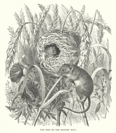 O Ninho dos Ratos da Vindima (gravura) de English School