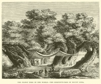 A árvore mais antiga do mundo, a castanheira do monte Etna (gravura) de English School