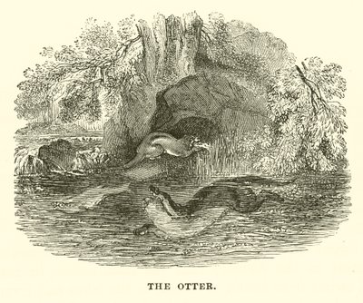 A lontra (gravura) de English School