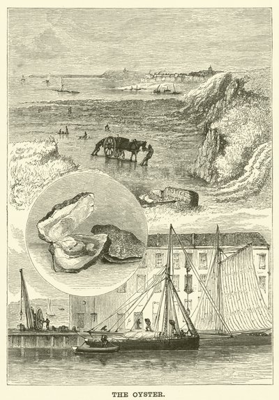 A Ostra (gravura) de English School