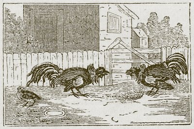 A perdiz e os galos (gravura) de English School