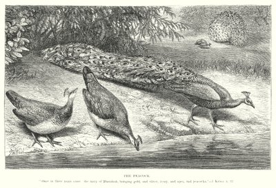 Der Pfau von English School