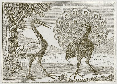 O Pavão e o Grou (gravura) de English School