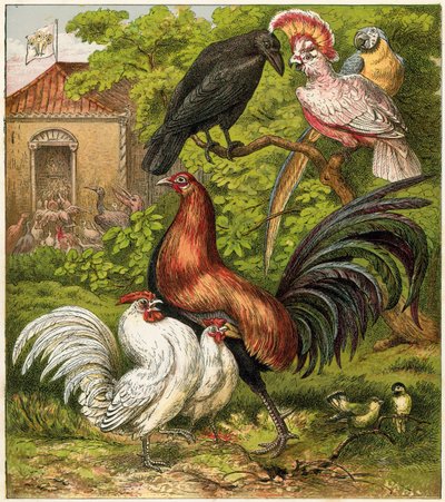 O pavão em casa de English School