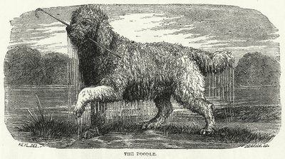O caniche (gravura) de English School