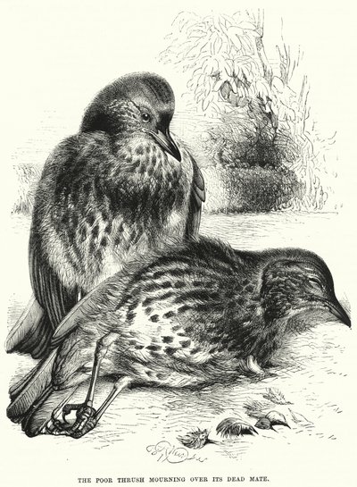 O Pobre Thrush de luto pelo seu companheiro morto (gravura) de English School
