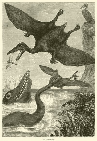 O Pterodáctilo (gravura) de English School