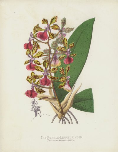 O oncid roxo-labiado, Oncidium Haematochilum de English School