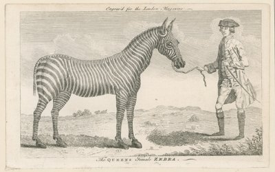 A zebra feminina rainhas de English School