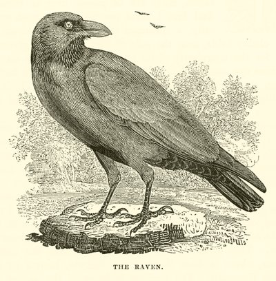 O Corvo (gravura) de English School