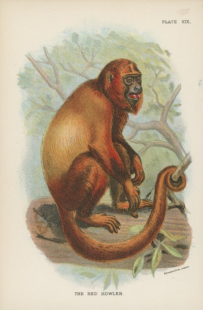 O bugio vermelho de English School