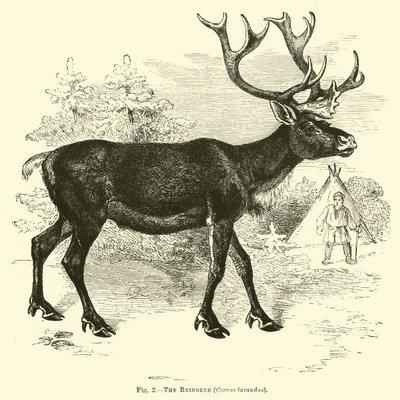 A rena, cervus tarandus de English School