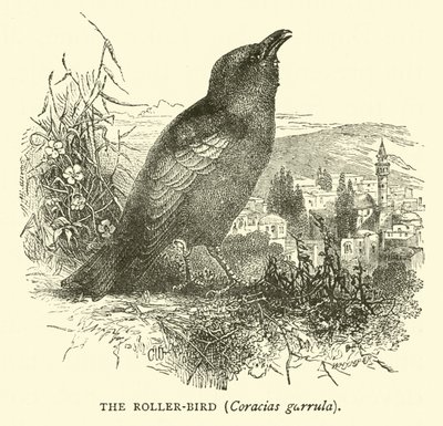 O Roller-bird, Coracias garrula de English School