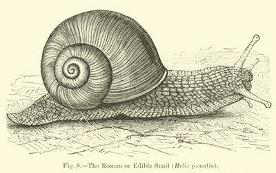 O Caracol Romano ou Comestível (Helix pomatia) de English School