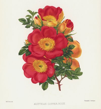 O jardim de rosas: rosa de cobre austríaca de English School