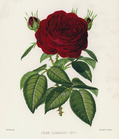 O Jardim das Rosas: Jean Liabaud, HP de English School