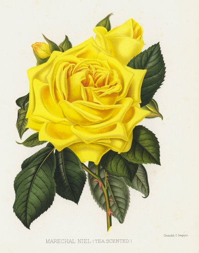 O jardim de rosas: Marechal Niel, chá perfumado de English School