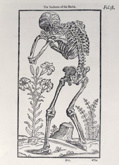 O Sceleton of the Backe, prato de The Historie of Man publicado por John Banister (1540-1610), 1578 de English School