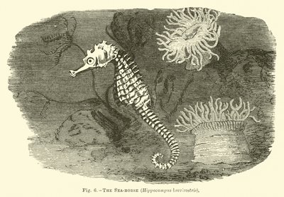 O cavalo-marinho, Hippocampus brevirostris de English School