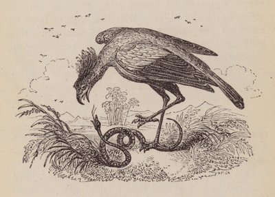 O Secretário Bird (gravura) de English School