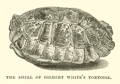 A carapaça da tartaruga de Gilbert White (gravura) de English School