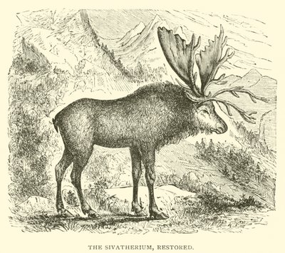 O Sivatherium, restaurado (gravura) de English School