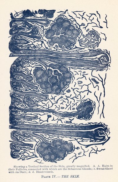 A Pele (cor litho) de English School