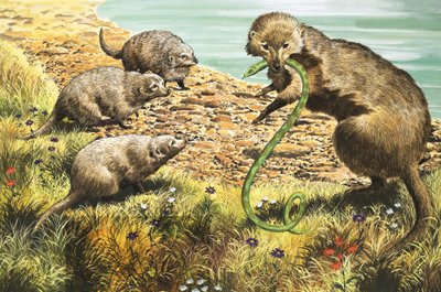 O Apanhador de Serpentes, ilustração de "O País das Maravilhas da Natureza de English School