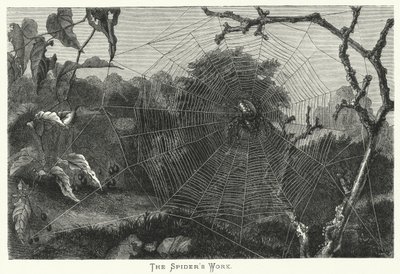 O Trabalho da Aranha (gravura) de English School