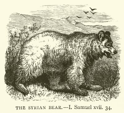 The Syrian Bear, I, Samuel, xvii, 34 (gravura) de English School