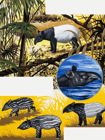 The Tapir de English School