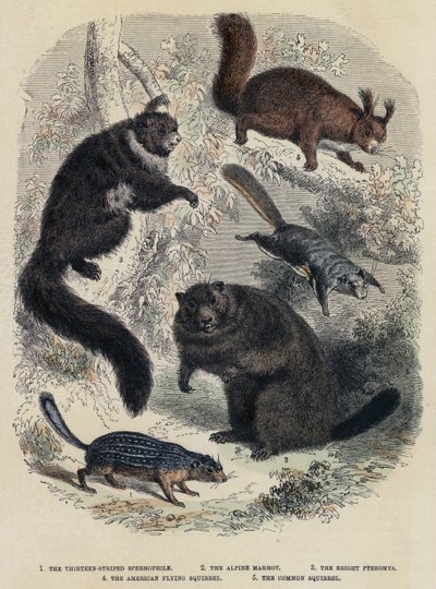 O Espermófilo Treze Estriados, O Marmota Alpino, Os Pteromys Brilhantes, O Esquilo Voador Americano, O Esquilo Comum (gravura colorida) de English School