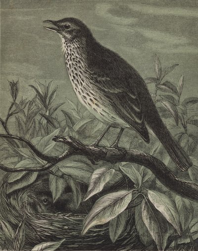 O Thrush (gravura) de English School