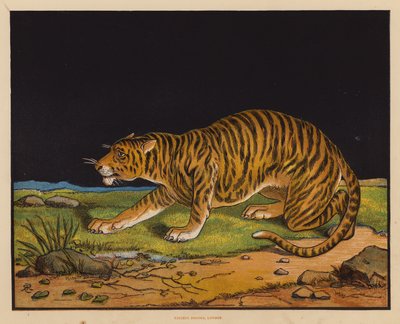 O Tigre (litografia a cores) de English School