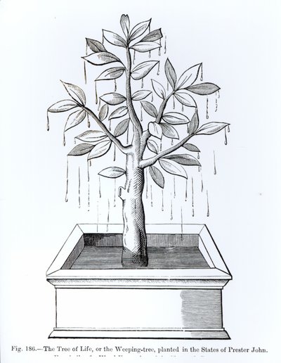 A Árvore da Vida, ou a Árvore do Choro, plantada nos Estados do Preste João, ilustração da Ciência e Literatura da Idade Média e do Renascimento, escrita e gravada por Paul Lacroix, 187 de English School