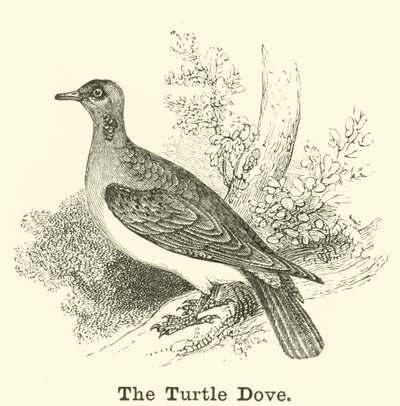 A pomba da tartaruga de English School