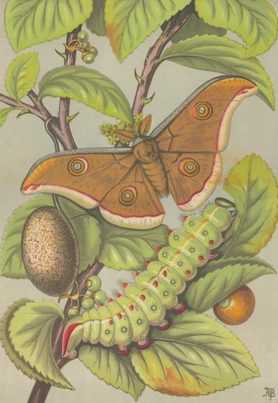 O bicho-da-seda Tussar da Índia (lito colorido) de English School