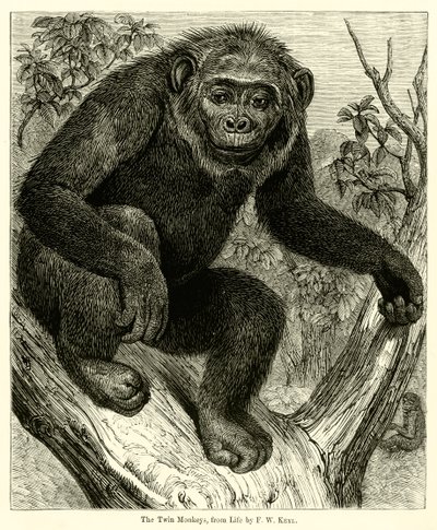 The Twin Monkeys, da Life (gravura) de English School